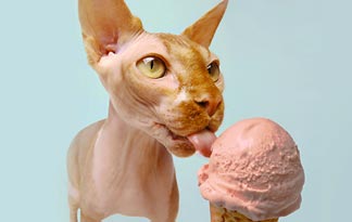Should Cats Not Have Tuna Cat Food Should Cats Not Have Tuna Cat Food